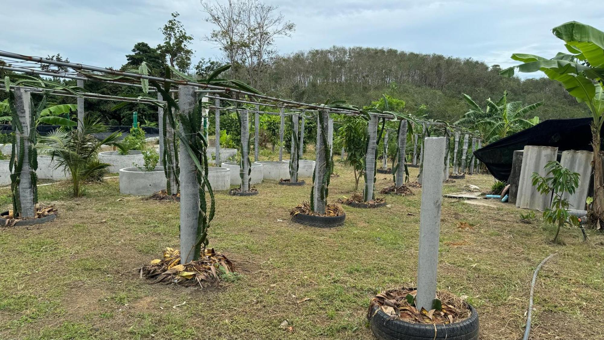 Greenheart Garden View Camp Phuket Kata Beach  Zewnętrze zdjęcie